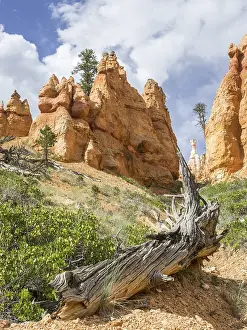 Navajo Loop Trail Drucke: Rocks of the Navajo Loop Trail