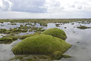 Southern European Coastlines Drucke: Rocks overgrown with algae in the intertidal mudflats