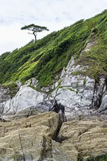 Plymouth Drucke: Felsen und Baum auf Klippe über Mothecombe Beach.