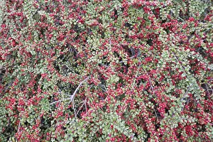 Central European Flora Drucke: Rockspray cotoneaster (Cotoneaster horizontalis)