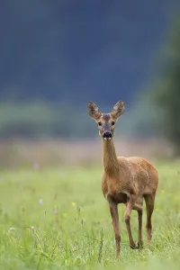 Forest Clearing Drucke: Roe-deer in a clearing in the wild