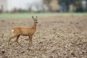Uninhabited Forest Scene Drucke: Roe-deer in a clearing in the wild