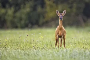 Forest Wildlife Images Drucke: Roe deer in a clearing in the wild