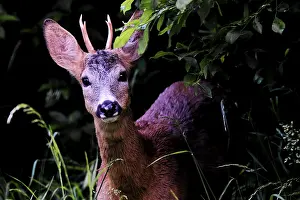 Roe Deer Drucke: Roe deer looking into the camera