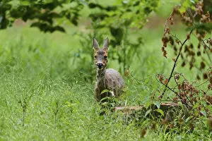 European Roe Deer Wildlife Drucke: A roe deer looking through tall grass
