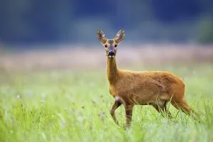 Mammal Species Drucke: Roe-deer in the wild in a clearing