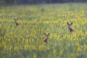 Mammal Head Shot Photo Drucke: Roe-deers in a clearing