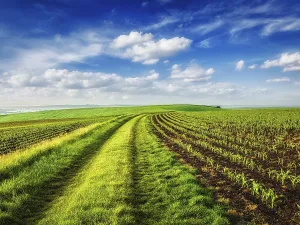 Rolling Fields Of Moravia Drucke: Rolling fields of Moravia, Czech Republic