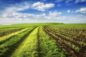 Central Europe Countryside Views Drucke: Rolling fields of Moravia, Czech Republic