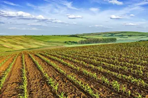 Rolling Fields Of Moravia Drucke: Rolling fields of Moravia, Czech Republic