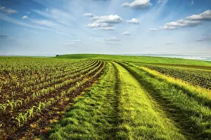 Rolling Fields Of Moravia Drucke: Rolling fields of Moravia, Czech Republic