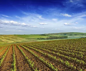 Moravia Landscape Drucke: Rolling fields of Moravia, Czech Republic