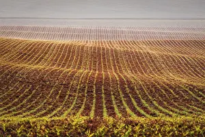 Rolling Fields Of Moravia Drucke: Rolling fields of Moravia, Czech Republic