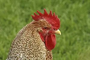 Animal Husbandry Photos Drucke: Rooster - chicken