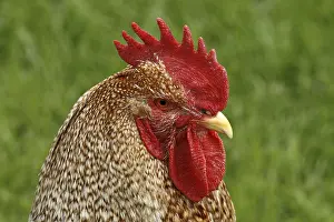 Livestock Farm Animals Drucke: Rooster - chicken