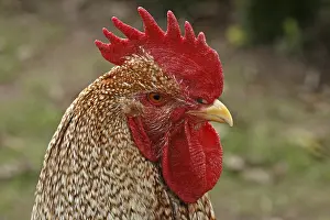 Deserted Farm Animal Drucke: Rooster - chicken