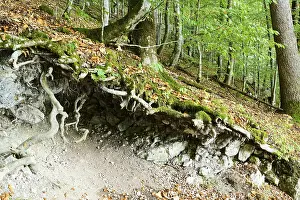 Central Europe Fall Foliage Drucke: Root system of a old tree in autumn