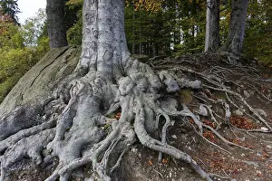 Bavarian Forest Drucke: Roots of a beech, Bavarian Forest