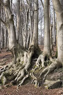 No People In Forest Drucke: Roots of a beech grove