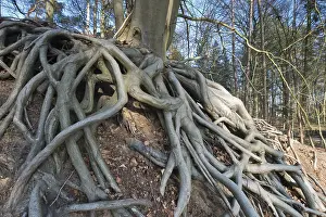 European Beech Trees Drucke: Roots of a Common beech (Fagus sylvatica)