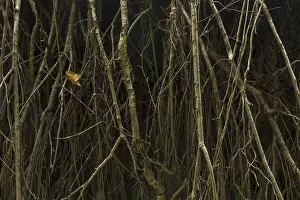 Protected Area Germany Drucke: Roots, exposed from a fallen tree