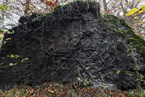 Western Pomerania National Park Drucke: Roots of a fallen tree, DarBwald