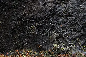 Protected Area In North Germany Drucke: Roots of a fallen tree, DarBwald