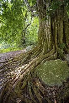Primeval Forest Scenery Photo Drucke: The roots of a fig tree surround a rock
