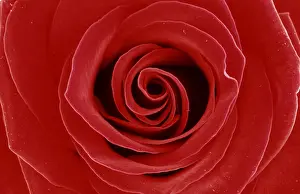 Red Rose Blossom Drucke: Rose