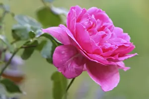 Rosaceae Family Drucke: Rose