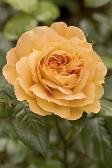 Orange Blossom Flower Drucke: Rose