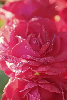 Inflorescence Photography Drucke: Rose