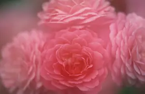 Rosaceae Family Drucke: Rose