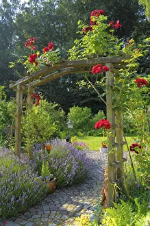 Blooming Rosaceae Plant Drucke: Rose arch