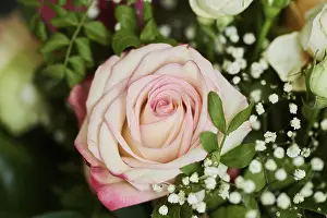 Studio Shot Of Roses Drucke: Rose in a bouquet, studio