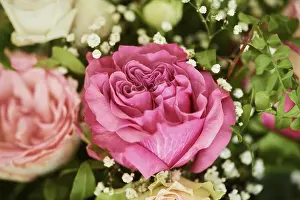 Deserted Rose Garden Drucke: Rose in a bouquet, studio
