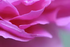 Pink Ornamental Plant Drucke: Rose, flower detail