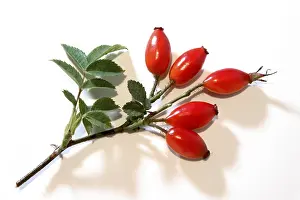 Cut Out Roses Drucke: Rose hips