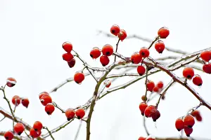 Rose Hips In Winter Drucke: Rose hips covered with a layer of ice