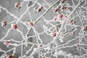 Rose Hips In Winter Drucke: Rose hips on snow-covered branches