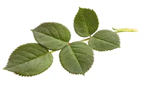 Polish Nature Photography Drucke: Rose leaf, lodz, poland