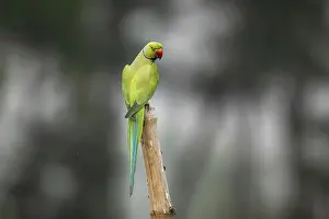 Animal In Natural Environment Drucke: A Rose-ringed (Psittacula Krameri)
