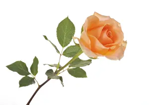 Orange Blossom Drucke: Rose (Rosa)