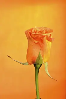 Orange Blossom Drucke: Rose (Rosa)