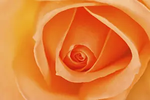 Orange Colored Flowers Drucke: Rose (Rosa)