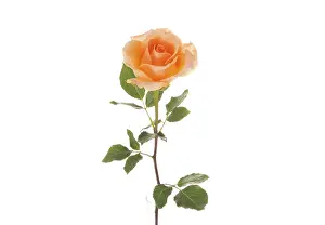 Nature Flora Drucke: Rose (Rosa)
