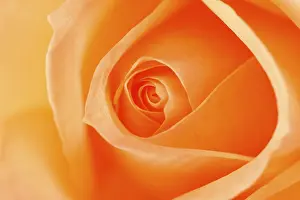Close Up Rose Drucke: Rose (Rosa)