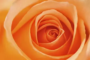 Orange Blossom Detail Drucke: Rose (Rosa)