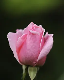 Pink Blossom Drucke: Rose (Rosa)