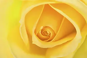 Close Up Rose Drucke: Rose (Rosa)